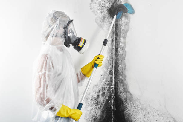 Best Biohazard Mold Removal  in Groves, TX