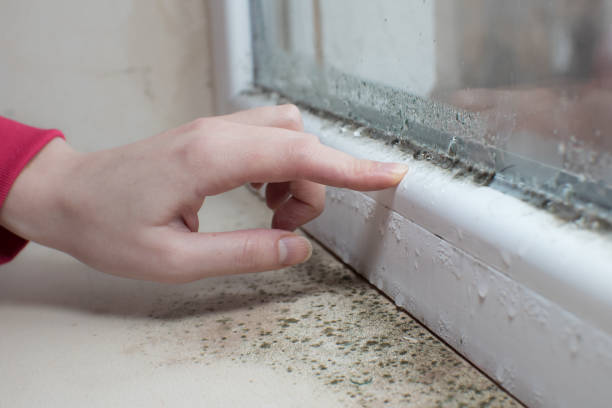 Best Mold Documentation for Insurance Claims  in Groves, TX